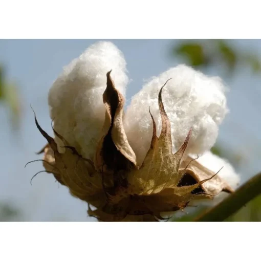 Sweatpants Made Of Organic Cotton
